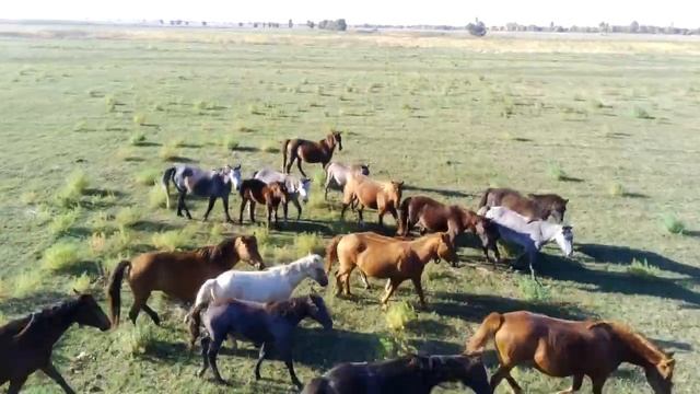 Грибы Астраханской области смотреть онлайн