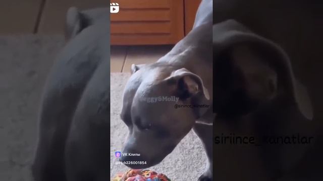 vkclips_20241114104152 смотреть онлайн