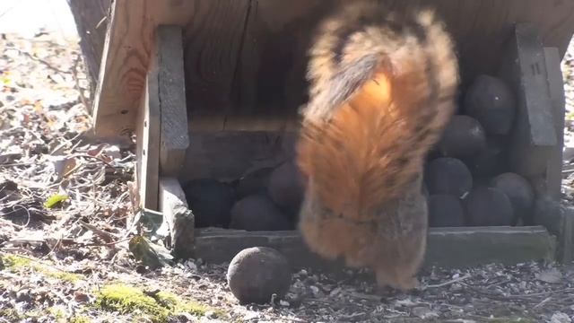 Fox Squirrel - HD Mini-Documentary смотреть онлайн