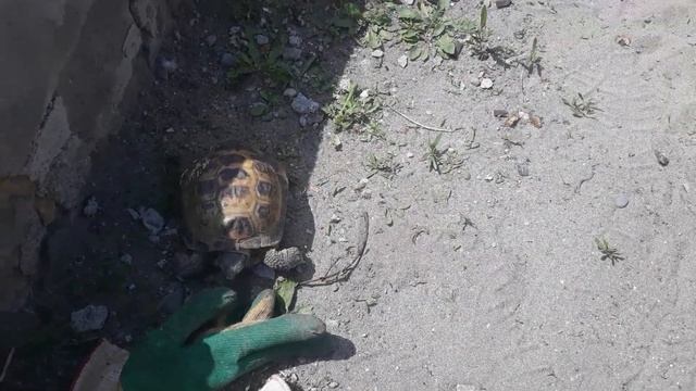 Морковь сажаю только так и ни каких муравьёв и слизней. смотреть онлайн