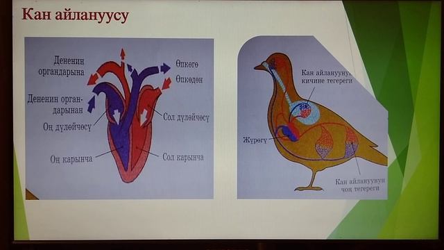 Биология онлайн сабак смотреть онлайн