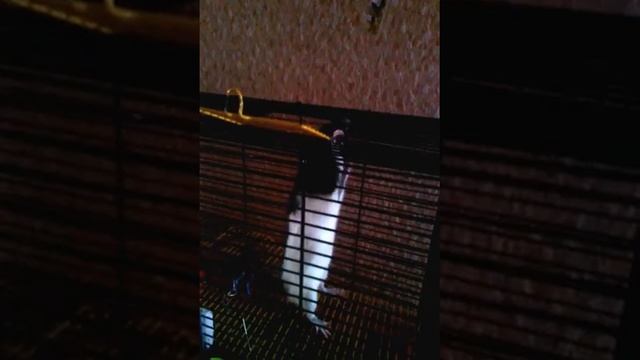 Декоративная крыска пытается вылезти из клетки. смотреть онлайн