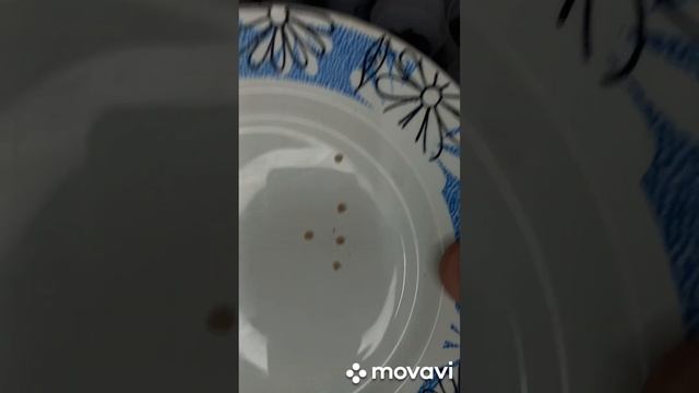 ТОМАТ ЛИТОВСКИЙ ХОХЛАТЫЙ РОЗОВЫЙ, ПОСАДКА ЕГО НА РАССАДУ. ОГОРОД НА КУБАНИ. shorts смотреть онлайн