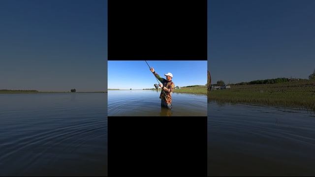 Вываживание сазана #рыбалка2024 #рыбалкавастрахани #carpfishing #летняярыбалка2024 смотреть онлайн