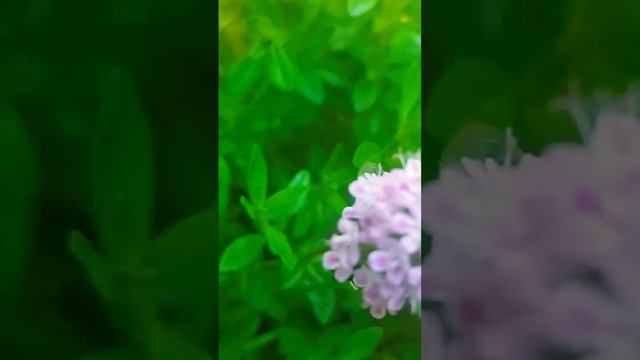 Majčina dušica смотреть онлайн