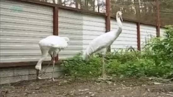 Как содержат журавлей смотреть онлайн