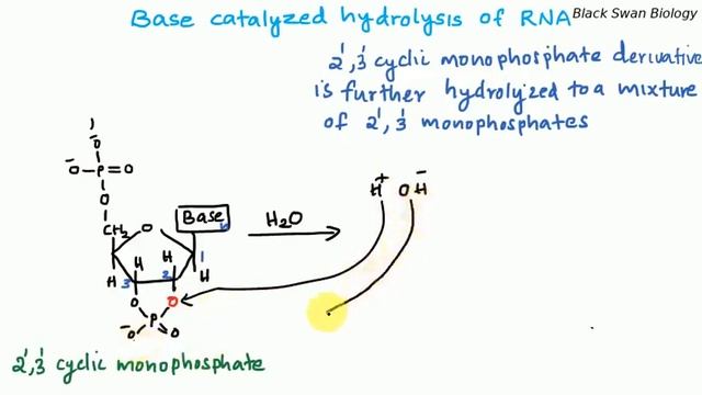 RNA Hydrolysis | RNA stability | Molecular Biology смотреть онлайн