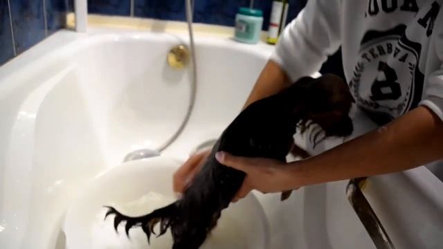 как мыть Йорка смотреть онлайн