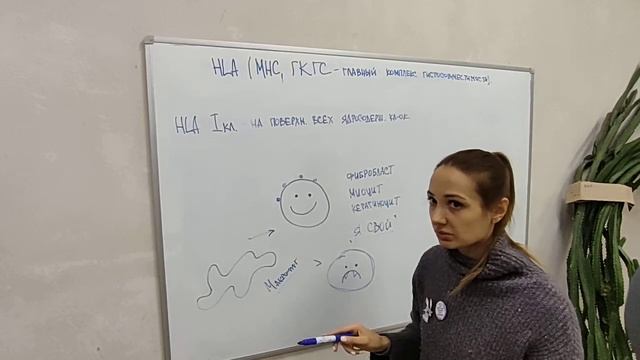 HLA система 1