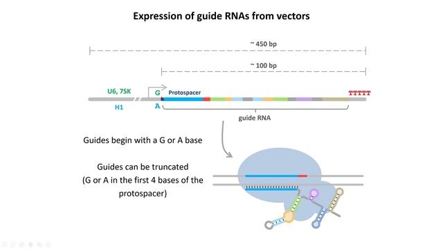 CRISPR/Cas9 GENOME EDITING - GENE EDITING EXPLAINED! смотреть онлайн