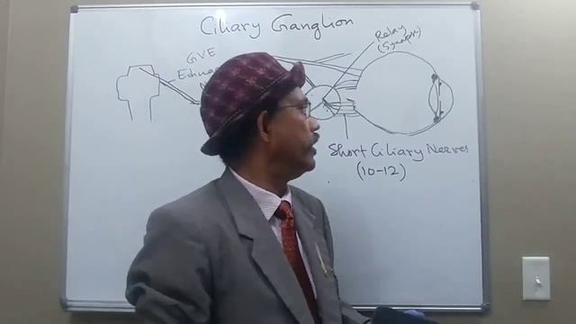 CILIARY GANGLION--NEUROANATOMY смотреть онлайн