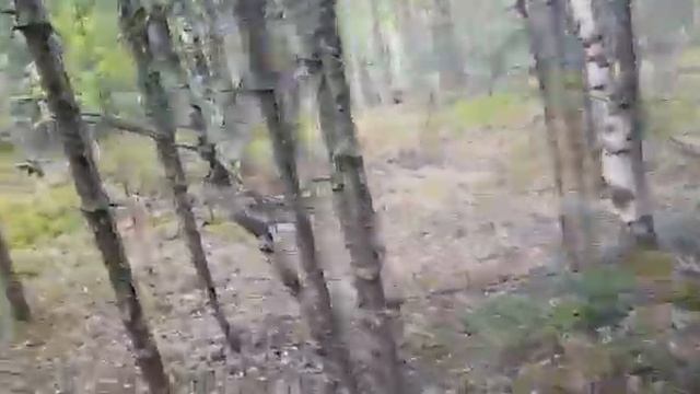 #лес#природа#сайгатино смотреть онлайн