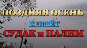 СУДАК и НАЛИМ на ЖИВЦА!