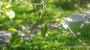 Рассказываю почему у вишни сохнут листья и ветки  И рассказываю что с этим делать