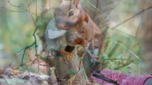 ИНТЕРЕСНЫЕ ФАКТЫ О БЕЛКАХ