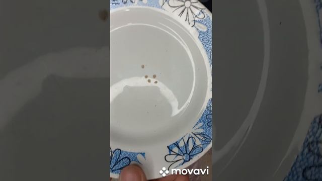 ТОМАТ МИНУСИНСКИЙ ОТ СТОРОЖИЛОВ СРЕДНИЙ. ПОСАДКА ТОМАТА НА РАССАДУ. ОГОРОД НА КУБАНИ. shorts# смотреть онлайн