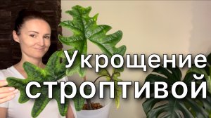 Пересадка Алоказии Жаклин в КЕРАМЗИТ / Alocasia Jacklyn. Новинка!