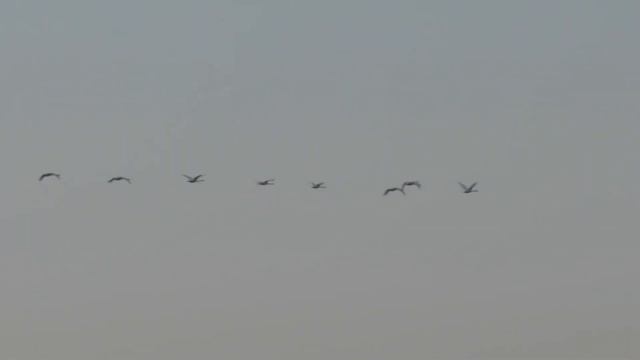 ФИЛЬМ l ДЕЛЬТА ВОЛГИ 4 времени года в раю Астраханская область от верхов до низов River Volga Delta смотреть онлайн