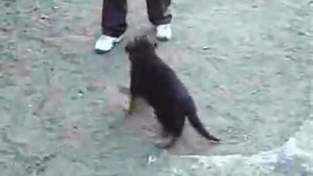 H-pupies3.wmv смотреть онлайн