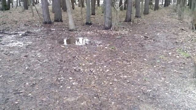 Копия видео "Жирная белка... смылась." смотреть онлайн