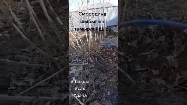 Смородина талын көбейту оңай. смотреть онлайн