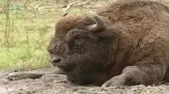 Почему исчезли вольные зубры смотреть онлайн