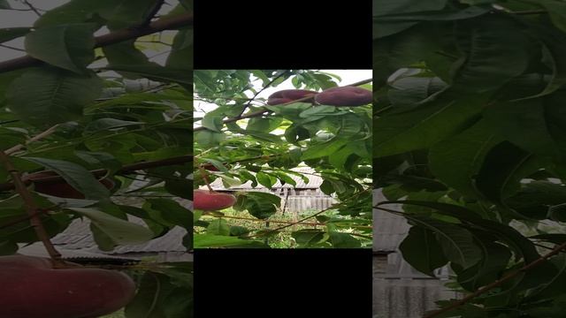 Персики выращенные из косточки в Московской области, прочтите описание к видео,