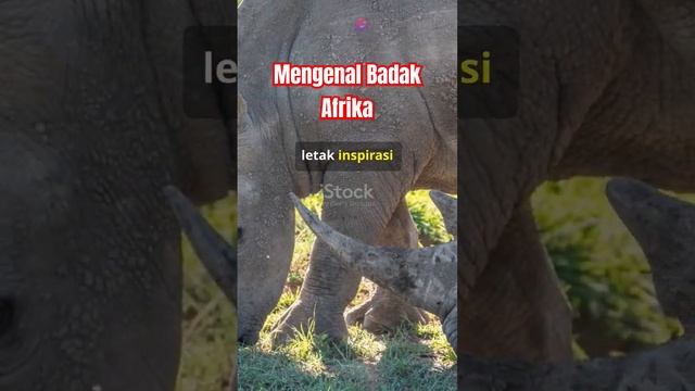 Mengenal Badak Afrika : Sang Penjaga Alam.#animals #badak #hewandilindungi #hewanprasejarah смотреть онлайн