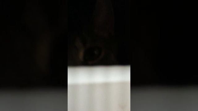 Sam What Are You Doing? смотреть онлайн