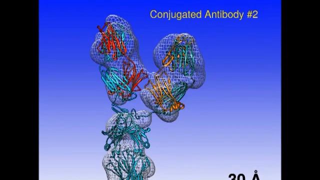 Antibody conformational change after peptide conjugation смотреть онлайн