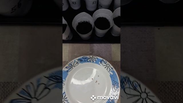 ТОМАТ ИУДЕЙСКИЕ, ПОСАДКА ИХ НА РАССАДУ. ОГОРОД НА КУБАНИ. shorts# смотреть онлайн