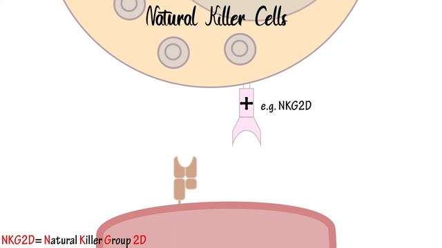 Innate Response | Intracellular Recognition | The Bearded Medic смотреть онлайн
