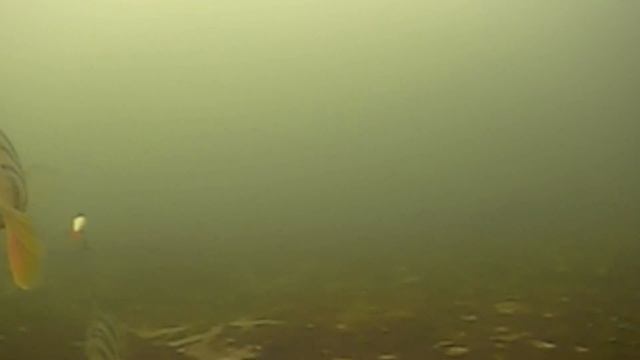 АТАКИ ОКУНЯ Подводные съемки смотреть онлайн