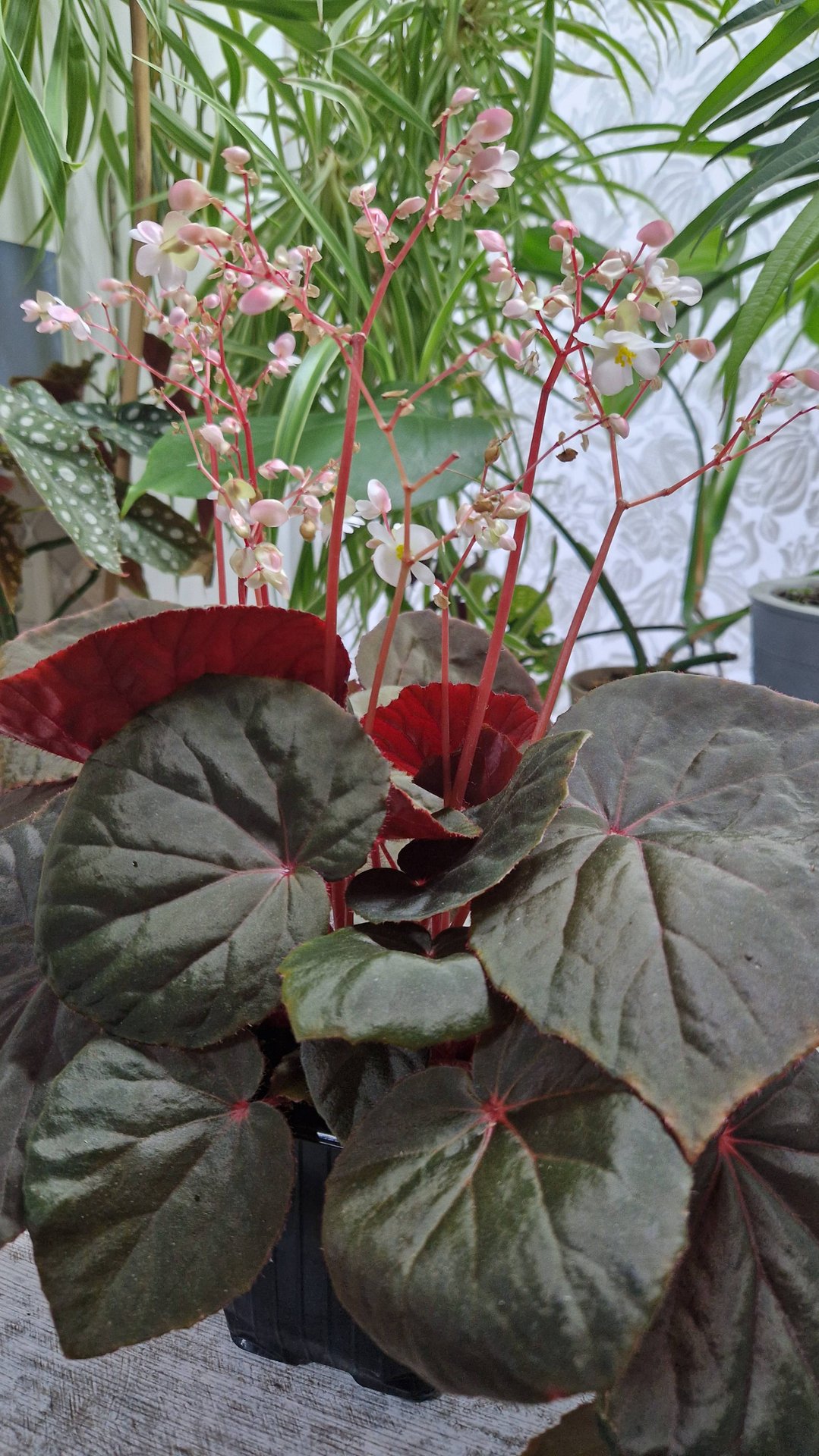 Бегония U-497 Природник. Неприхотлива в домашних условиях. смотреть онлайн