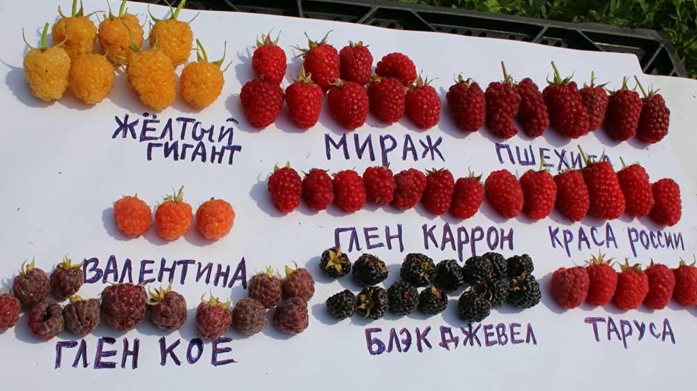 Малина Мираж-суперсорт смотреть онлайн