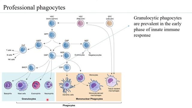 Innate Immunity Phagocytic and Endocytic Barrier смотреть онлайн
