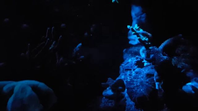 Aquael Moonlight LED 1W At Reef Tank