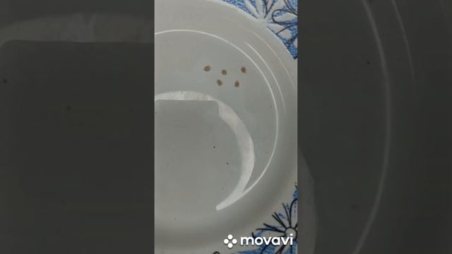 ТОМАТ ПОДСИНЕВСКИЕ СЕРДЦА МИНУСИНСКИЕ ПОСАДКА ИХ НА РАССАДУ. ОГОРОД НА КУБАНИ. shorts# смотреть онлайн