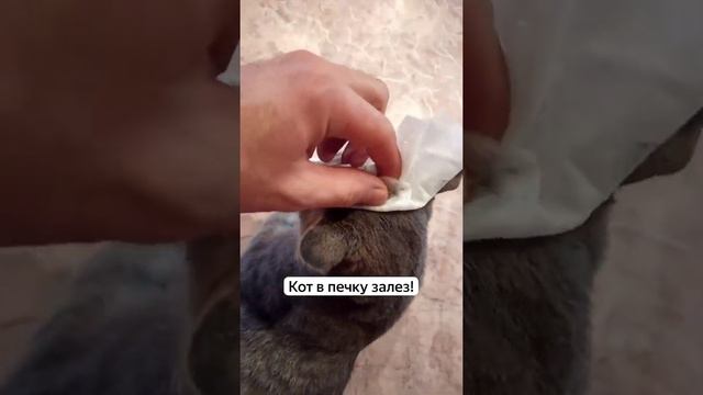 Кот в печку залез смотреть онлайн