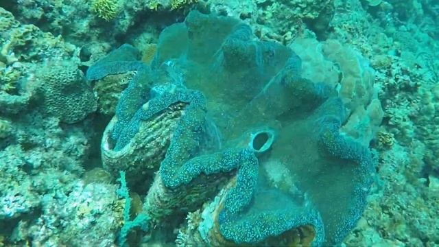 Skin Diving in Binukbok View Point | Skin Dive Ph | GoPro Hero4 & Hero5 смотреть онлайн