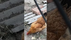 Куры Нью-Гемпшир. Описание, происхождение, яйценоскость.