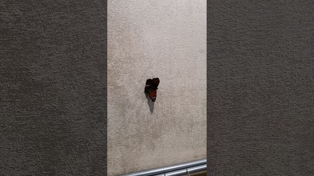 Домашняя бабочка смотреть онлайн
