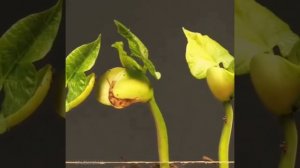 Процесс роста растений.