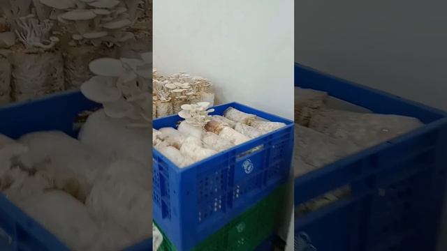 oyster mushroom смотреть онлайн