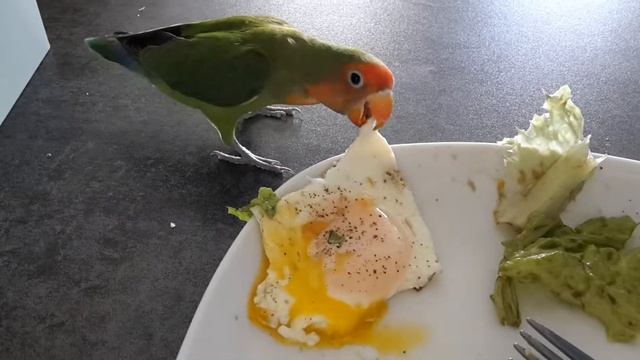 My chicken having luch смотреть онлайн