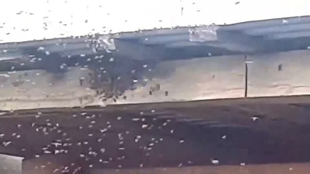 В Ленобласти пчелы атаковали автосервис смотреть онлайн
