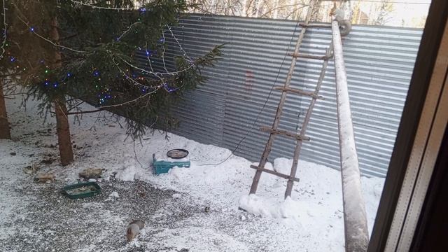 очередная толпа белок пришла смотреть онлайн