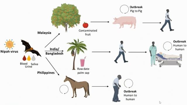 Nipah Virus outbreak in India | Another Virus like COVID -19 | NiV | How it came to India смотреть онлайн