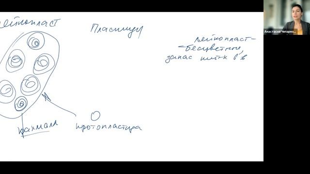 двумембранные органоиды смотреть онлайн