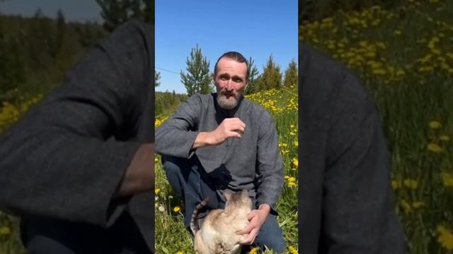 Польза одуванчика для пчёл. смотреть онлайн